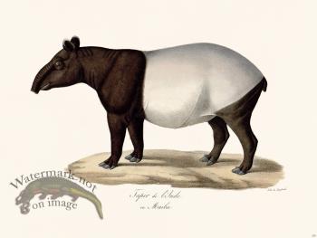 Cuvier 230 Tapir of India